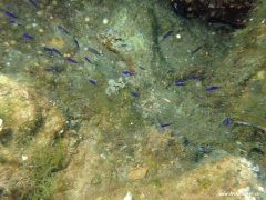 Chromis chromis (Mönchsfisch) juvenil